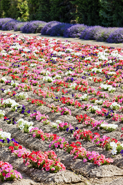 Stock photo: flower field, Provence, France