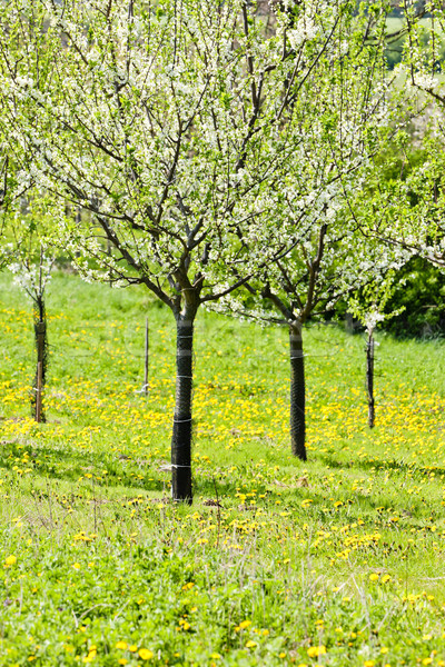 Boomgaard voorjaar boom plant paardebloem Stockfoto © phbcz