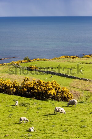 Landschaft Schafe Hochland Schottland Meer Europa Stock foto © phbcz