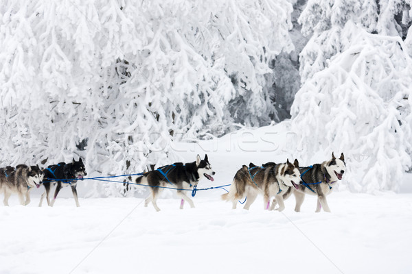 sledge dogging, Sedivacek''s long, Czech Republic Stock photo © phbcz