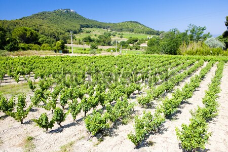 Frankrijk planten wijnstok groeien outdoor natuurlijke Stockfoto © phbcz