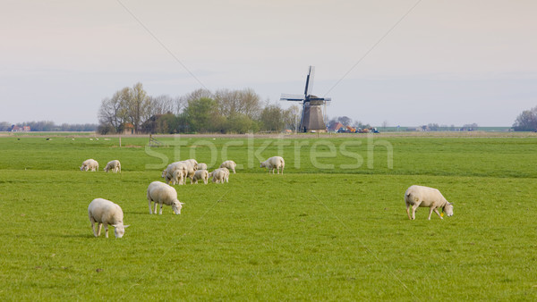 Moinho de vento ovelha Holanda viajar animal agricultura Foto stock © phbcz