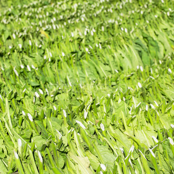 Tütün hasat arka plan alan yaprakları bitki Stok fotoğraf © phbcz