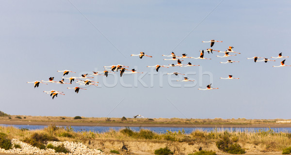 Франция пейзаж птица путешествия Европа фламинго Сток-фото © phbcz