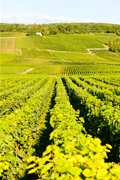 grand cru vineyards of Echezeaux, Burgundy, France Stock photo © phbcz