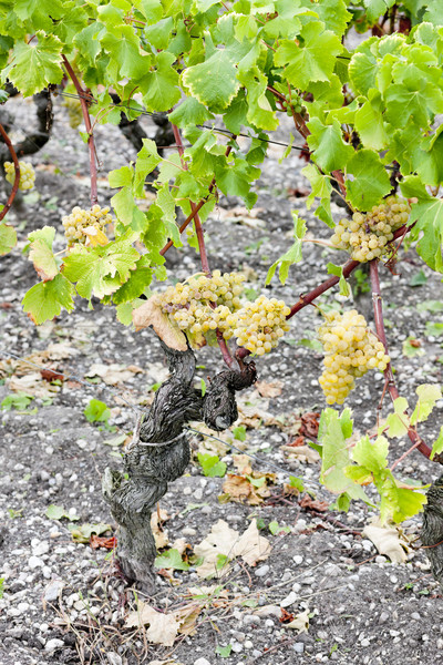 Stock photo: white grape in vineyard, Sauternes Region, Aquitaine, France