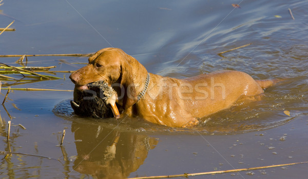 Cão de caça cão saco animal pato Foto stock © phbcz