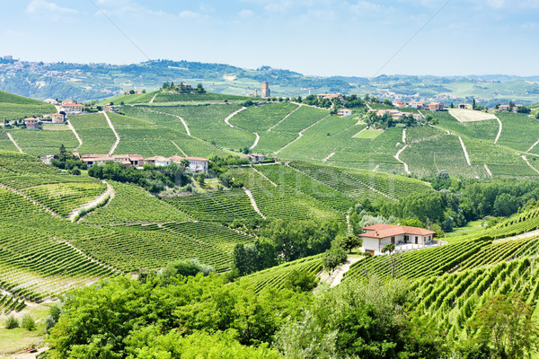 vineyars near Barbaresco, Piedmont, Italy Stock photo © phbcz