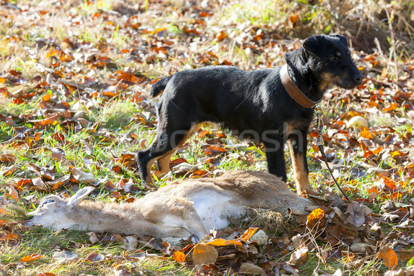 Chien de chasse morts permanent animal chasse Photo stock © phbcz