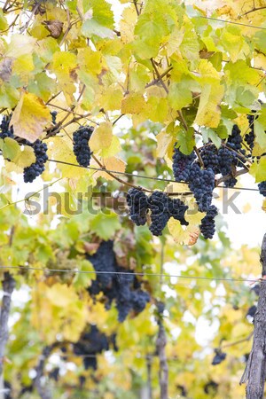 grapevines in vineyard Jecmeniste, Eko Hnizdo, Czech Republic Stock photo © phbcz