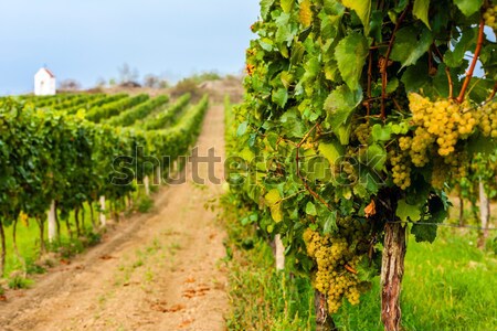 castle in Durban-Corbiere with vineyards, Languedoc-Roussillon,  Stock photo © phbcz