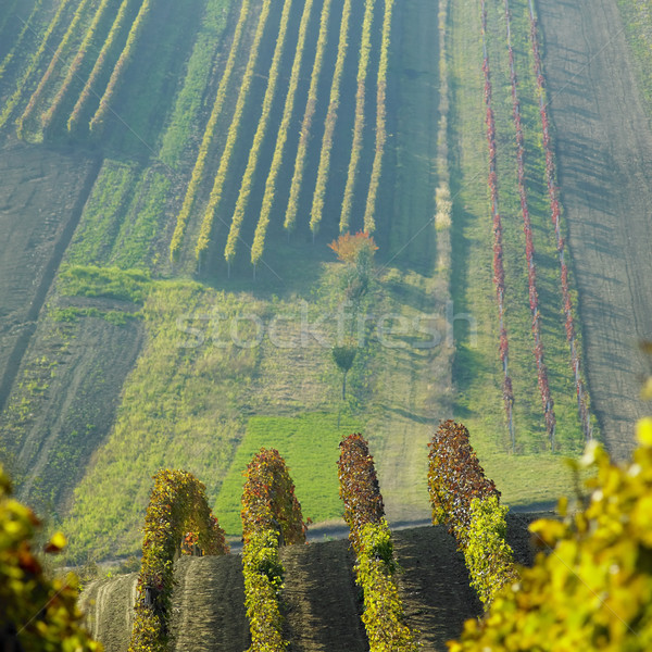 vineyards in Cejkovice region, Czech Republic Stock photo © phbcz