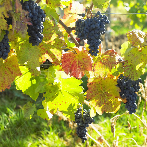 grapevines in vineyard (frankovka), Czech Republic Stock photo © phbcz