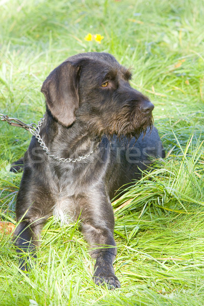 Jagdhund Hund Gras Natur Tier Haustier Stock foto © phbcz