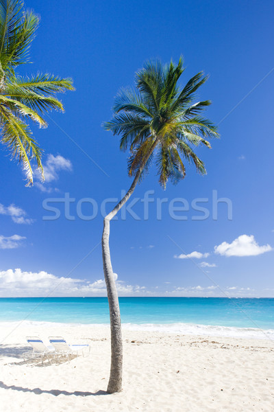 Unterseite Barbados Karibik Baum Landschaft Meer Stock foto © phbcz