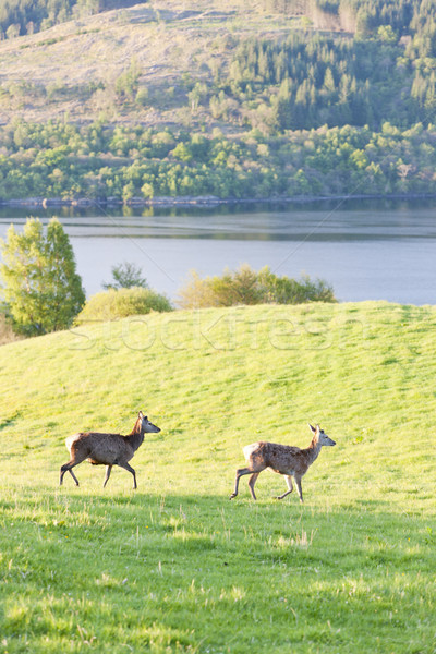 deer at Loch Tay, Highlands, Scotland Stock photo © phbcz