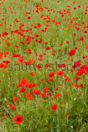 meadow of red poppies, Rh Stock photo © phbcz