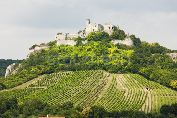 ruins of Falkenstein Castle with vineyard, Lower Austria, Austri Stock photo © phbcz