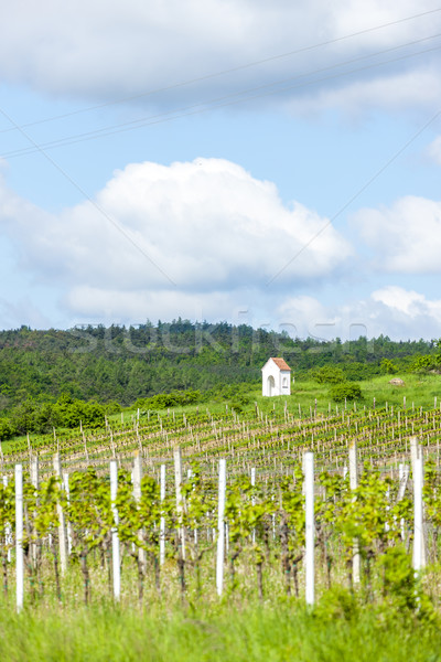весны виноградник южный Чешская республика природы архитектура Сток-фото © phbcz