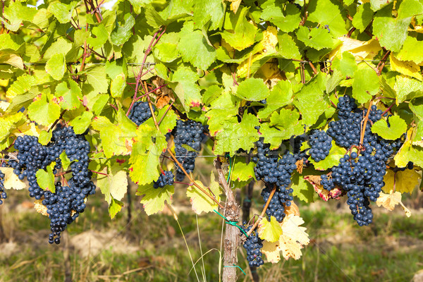 blue grapes in vineyard, Southern Moravia, Czech Republic Stock photo © phbcz