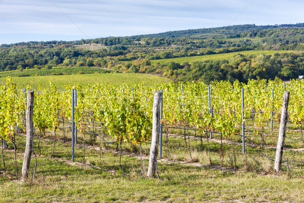 Winnicy południowy Czechy krajobraz roślin kraju Zdjęcia stock © phbcz