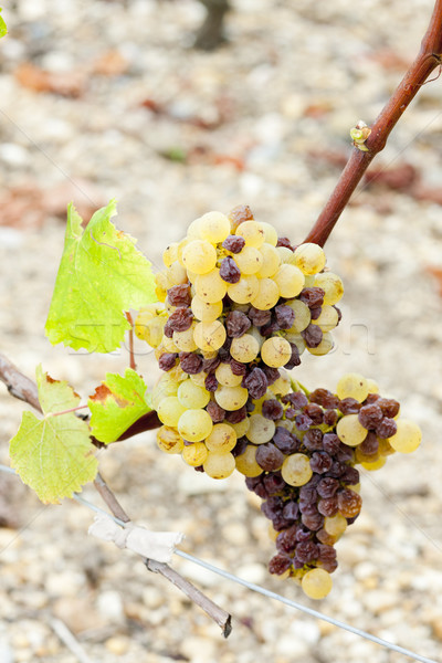 Stock photo: white grape in Sauternes Region, Aquitaine, France
