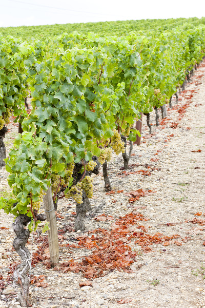 Stock photo: white grape in vineyard, Sauternes Region, Aquitaine, France