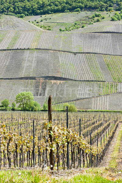 vineyars near Polich, Rhineland-Palatinate, Germany Stock photo © phbcz