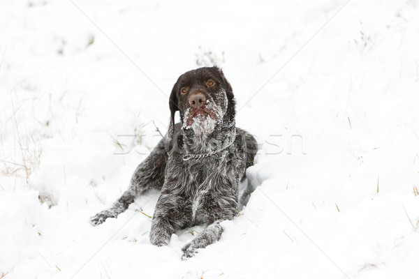 Vadászkutya hó díszállat kint egy emlős Stock fotó © phbcz