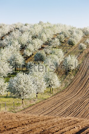 Zdjęcia stock: Sad · wiosną · dziedzinie · Czechy · drzewo