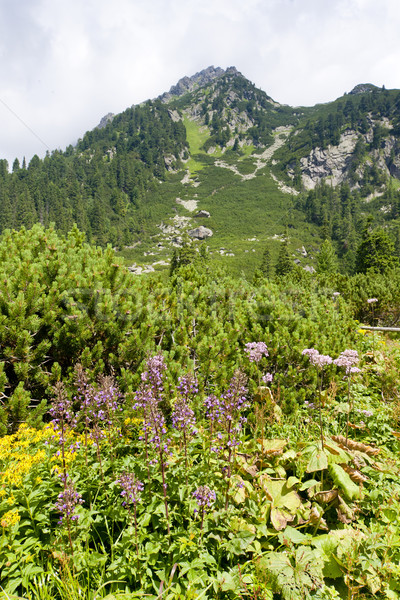 landscape near Popradske Tarn, Vysoke Tatry (High Tatras), Slova Stock photo © phbcz