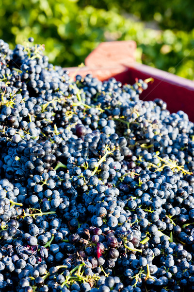 wine harvest in Fitou appellation, Languedoc-Roussillon, France Stock photo © phbcz