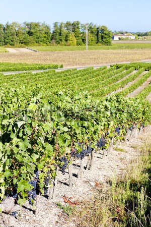 Stock photo: vineyard and Chateau d'Yquem, Sauternes Region, France