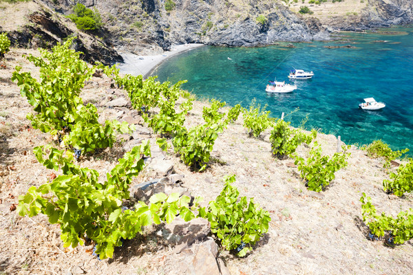 vineyard on Cap de Peyrefite near Cerbere, Languedoc-Roussillon, Stock photo © phbcz