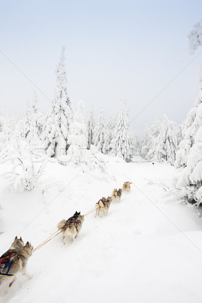 Stock fotó: Szánkó · hosszú · Csehország · természet · hó · fut