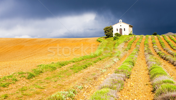 Kapel lavendel veld plateau gebouw architectuur plant Stockfoto © phbcz