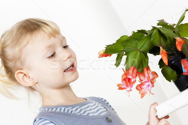 Porträt wenig Weihnachten Kaktus Blume Mädchen Stock foto © phbcz