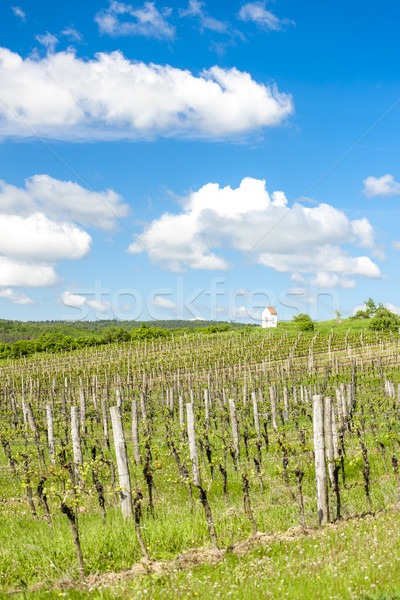 spring vineyard near Hnanice, Southern Moravia, Czech Republic Stock photo © phbcz