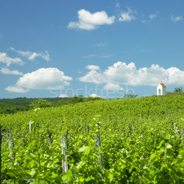 виноградник регион Чешская республика пейзаж растений сельского хозяйства Сток-фото © phbcz