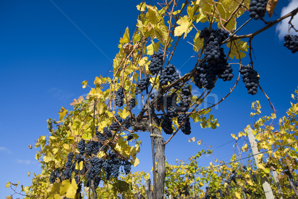 grapevines in vineyard Jecmeniste, Eko Hnizdo, Czech Republic Stock photo © phbcz
