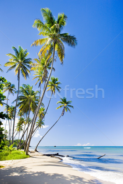 Wybrzeża Karaibów drzewo krajobraz morza Zdjęcia stock © phbcz