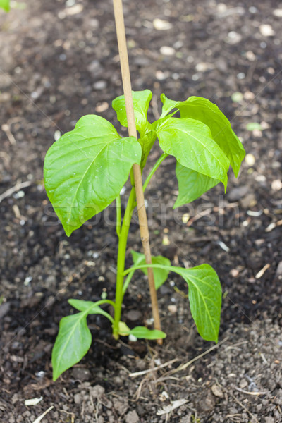 Kiemplant peper groene landbouw bodem buitenshuis Stockfoto © phbcz
