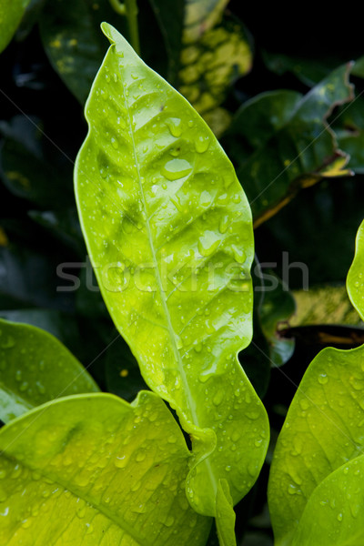 Levelek Grenada természet levél zöld növények Stock fotó © phbcz