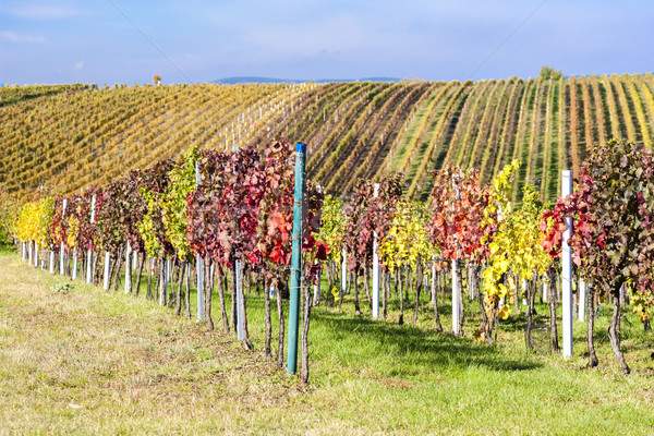 view of autumnal vineyards near Velke Bilovice, Czech Republic Stock photo © phbcz