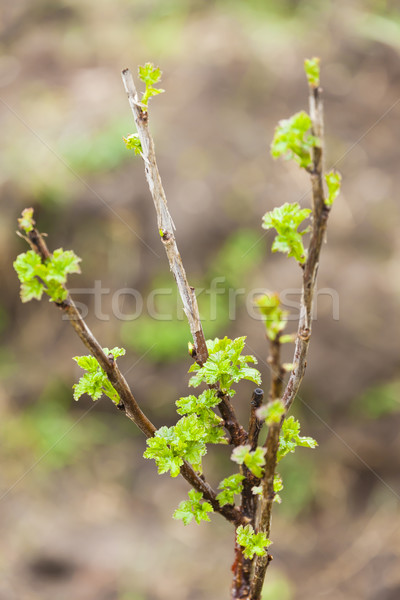 branch of current bush in spring Stock photo © phbcz