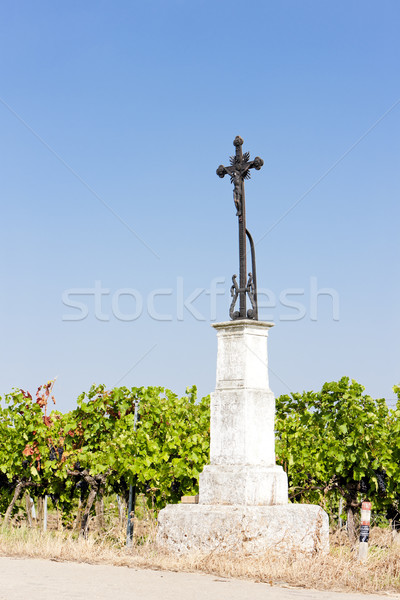 vineyard near Unterretzbach, Lower Austria, Austria Stock photo © phbcz