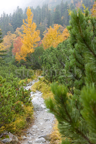 Frío valle alto Eslovaquia árbol Foto stock © phbcz