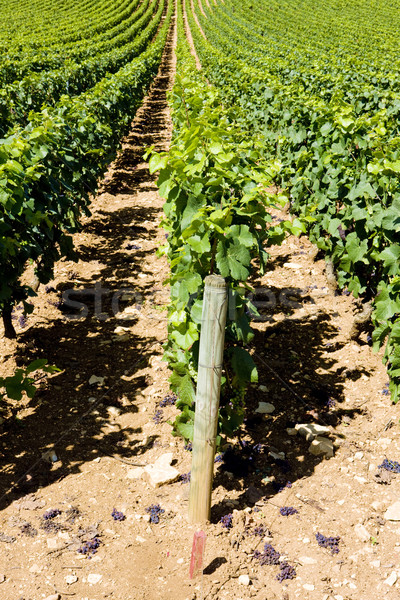 vineyards of Cote Maconnais region, Burgundy, France Stock photo © phbcz