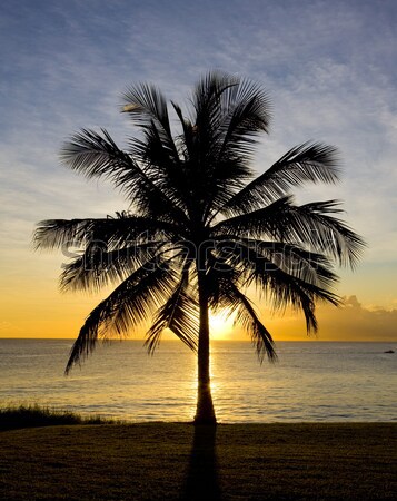 Naplemente Karib tenger Barbados fa tájkép Stock fotó © phbcz