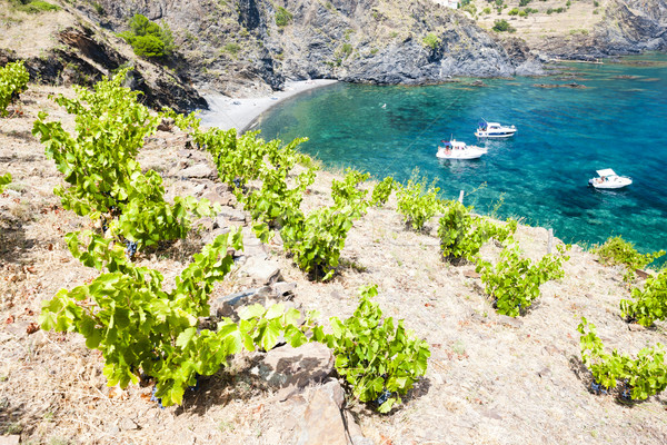 vineyard on Cap de Peyrefite near Cerbere, Languedoc-Roussillon, Stock photo © phbcz